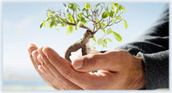 assurance-vie-arbre